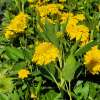 Rudbekia naga 'Goldquelle'