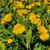 Rudbekia naga 'Goldquelle'