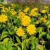 Rudbekia naga 'Goldquelle'