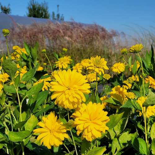 Rudbekia naga 'Goldquelle'