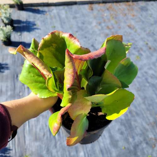 Bergenia sercowata 'Rotblum'
