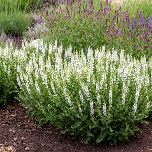 Szałwia omszona 'Adrian'