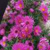 Aster krzaczasty 'Jenny'