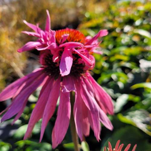 Jeżówka purpurowa 'Doubledecker'