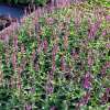 Szałwia omszona 'Rosakoningin'