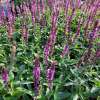 Szałwia omszona 'Rosakoningin'