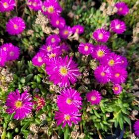 Słonecznica Coopera 'Jewel of Desert Opal'