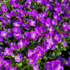 Żagwin drobny 'Glacier Blue'