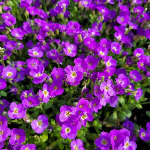 Żagwin drobny 'Glacier Blue'