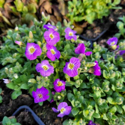 Żagwin drobny 'Rock on Blue'