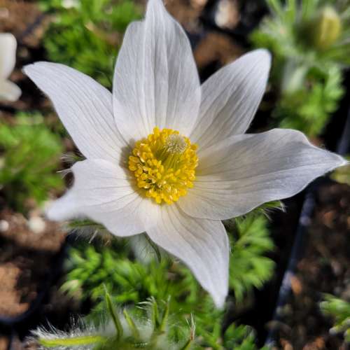 Sasanka zwyczajna 'Pinwhell White'