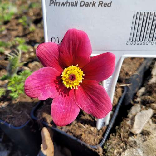 Sasanka zwyczajna 'Pinwhell Dark Red'