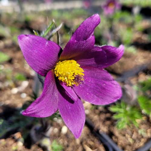 Sasanka zwyczajna 'Pinwhell Blue Violet Shades'