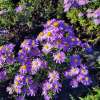 Aster krzaczasty 'Alice Haslam'