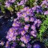 Aster krzaczasty 'Alice Haslam'