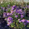 Aster krzaczasty 'Alice Haslam'