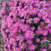 Aster krzaczasty 'Jenny'