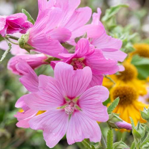 Ślazówka 'Blushing Bride'