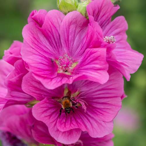 Ślazówka Clementa 'Burgundy Wine'