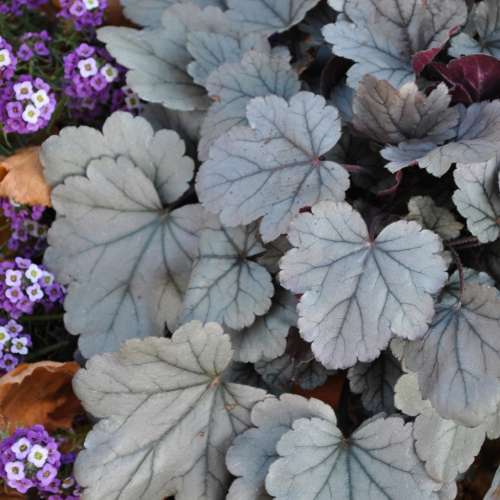 Żurawka ogrodowa 'Silver Gumdrop'