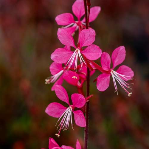 Gaura Lindheimera 'Tutti Frutti'