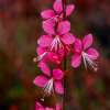 Gaura Lindheimera 'Tutti Frutti'