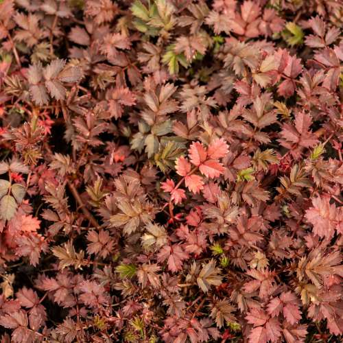 Acena bezbronna 'Kupferteppich'