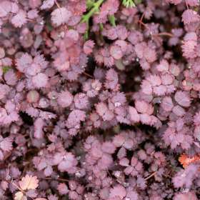 Acena bezbronna 'Purpurea'