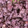 Acena bezbronna 'Purpurea'