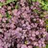 Acena bezbronna 'Purpurea'