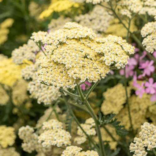 Krwawnik pospolity 'Alabaster'