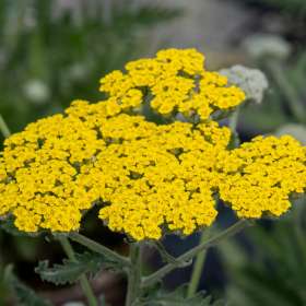 Krwawnik 'Moonshine'