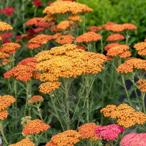 Krwawnik pospolity 'Sassy Summer Sunset'