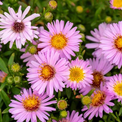 Aster krzaczasty 'Anneke'