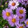 Aster krzaczasty 'Anneke'