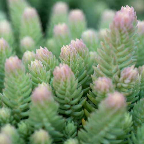 Rozchodnik ościsty 'Blue Spruce'