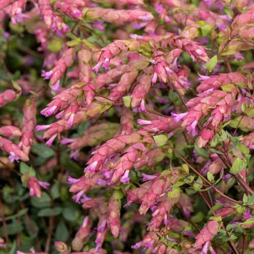 Lebiodka 'Bristol Cross'