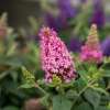 Budleja Dawida 'Butterfly Candy Little Pink'