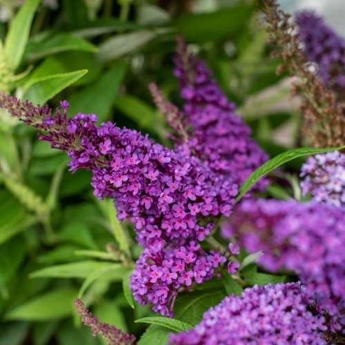 Budleja Dawida 'Butterfly Candy Little Purple'