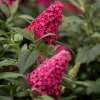Budleja Dawida 'Butterfly Candy Little Ruby'