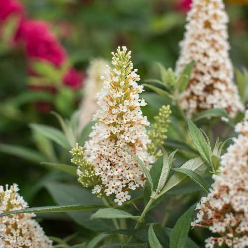 Budleja Dawida 'Butterfly Candy Little White'