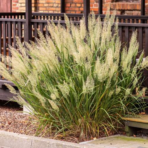 Trzcinnik krótkowłosy