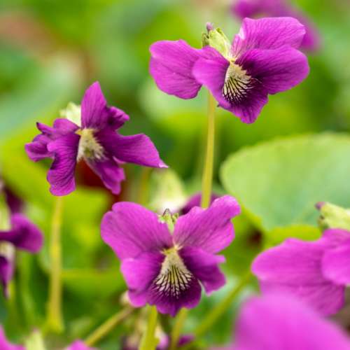 Fiołek motylkowaty 'Red Cloud'