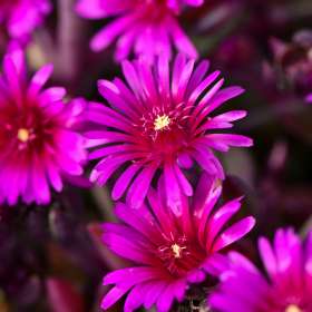 Słonecznica Coopera 'Desert Dancer Purple'