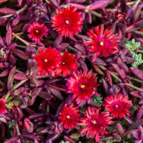 Słonecznica Coopera 'Desert Dancer Red'