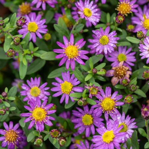 Aster żeniszkowaty 'Ezo Murazaki'