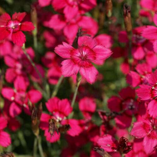 Goździk kropkowany 'Flashing Light'