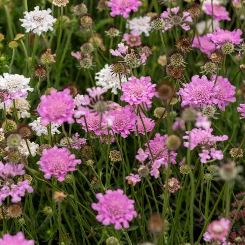 Driakiew gołębia 'Flutter Rose Pink'