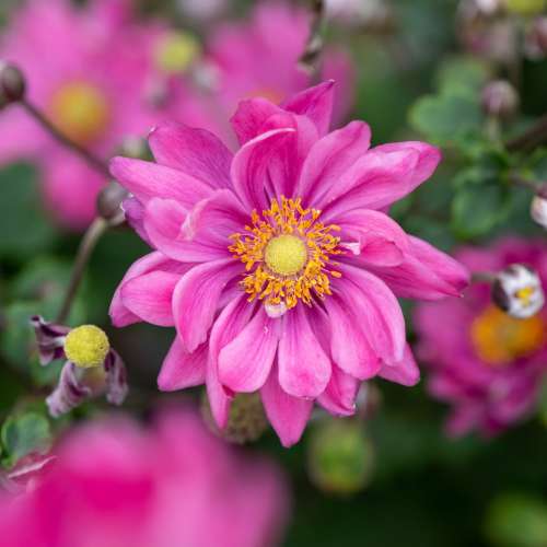 Zawilec 'Garden Breeze Rosy Red'