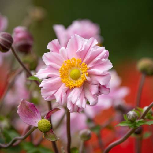 Zawilec 'Garden Breeze Whirlwind Pink'